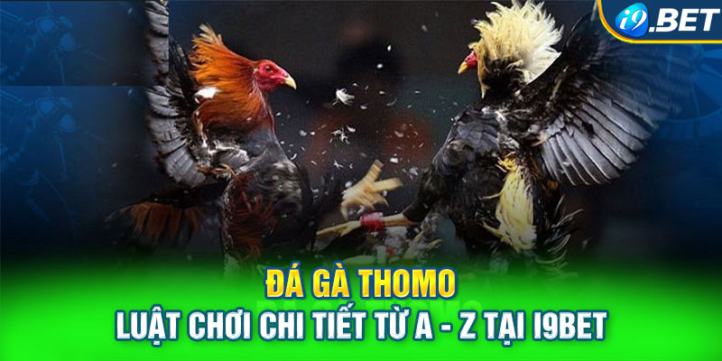 Đá Gà Thomo - Luật Chơi Chi Tiết Từ A - Z Tại i9BET