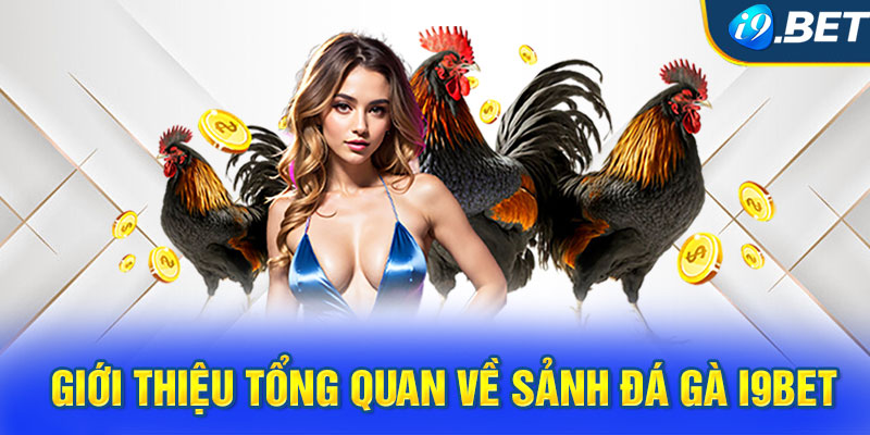 Giới thiệu tổng quan về sảnh đá gà i9BET