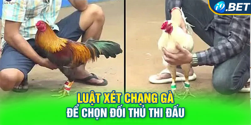 Luật xét chạng gà để chọn đối thủ thi đấu