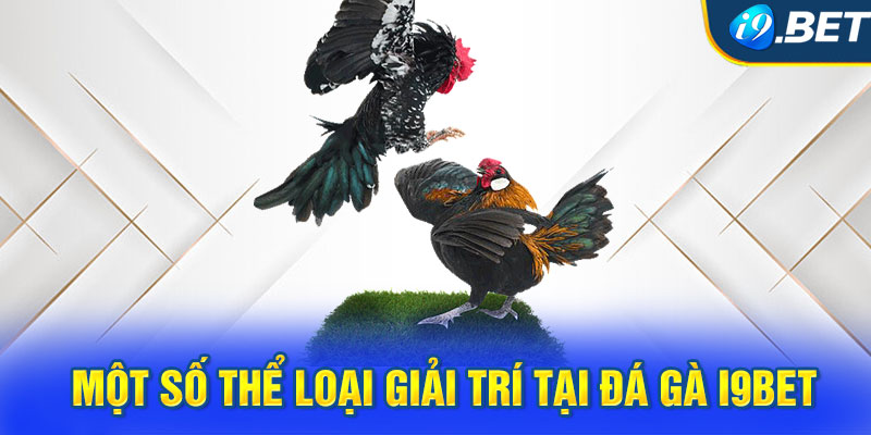 Một số thể loại giải trí tại đá gà i9BET