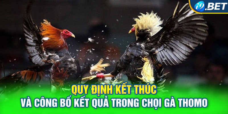 Quy định kết thúc và công bố kết quả trong chọi gà Thomo