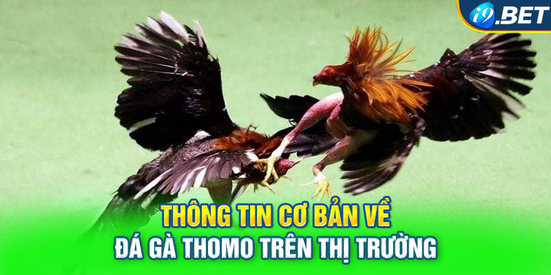 Thông tin cơ bản về đá gà Thomo trên thị trường